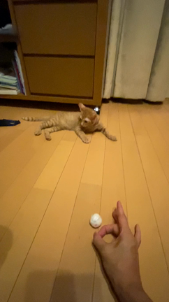 子猫のコンポコと遊ぶ～...♪*ﾟの記事動画