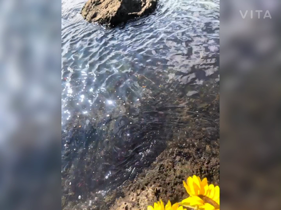 おかあさんのめいにちの記事動画