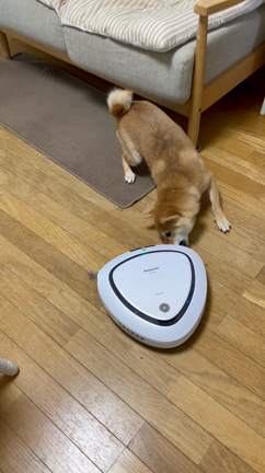 ココちゃん♪の記事動画