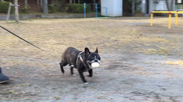 最近のドンのの記事動画