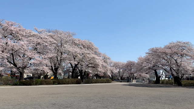 春なのに、雪‼️の記事動画