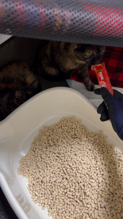 猫ちゃん名前決まったよ♡の記事動画