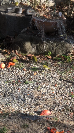 メジロの動画の記事動画