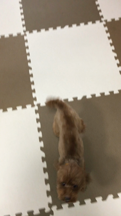 今日のアラン。の記事動画