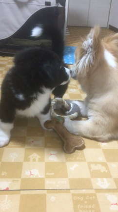 遊ぼうよ〜♪の記事動画