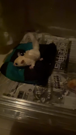 2021/07/07の記事動画