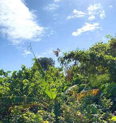 波照間のウグイスの記事動画