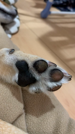 毛虫踏んだ まる ３ まるまるまる 柴犬まるとの毎日