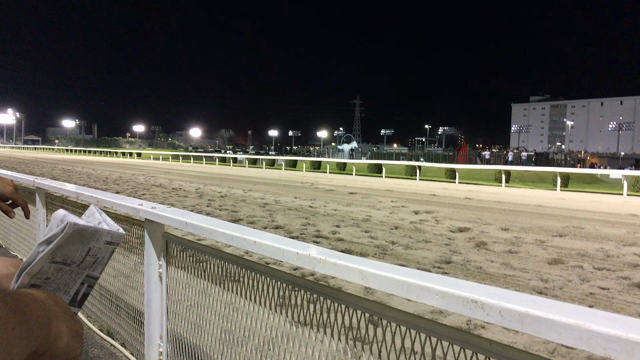 初めて競馬を見て来ました！の記事動画