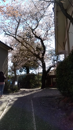 木貝貝女 #987の記事動画