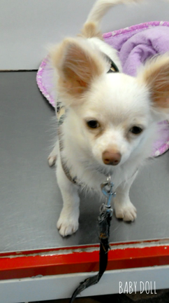 もしも家にわんちゃんがいたらの記事動画