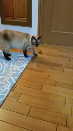 栗に夢中の記事動画