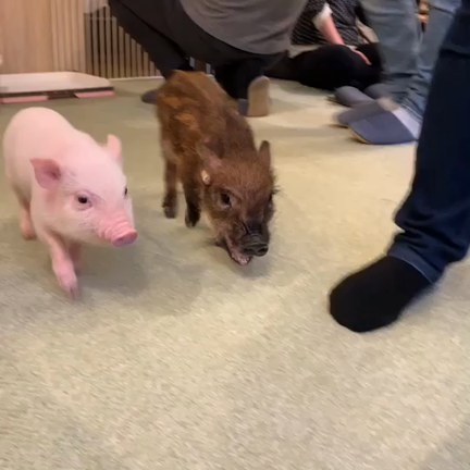 ベイブカフェの記事動画