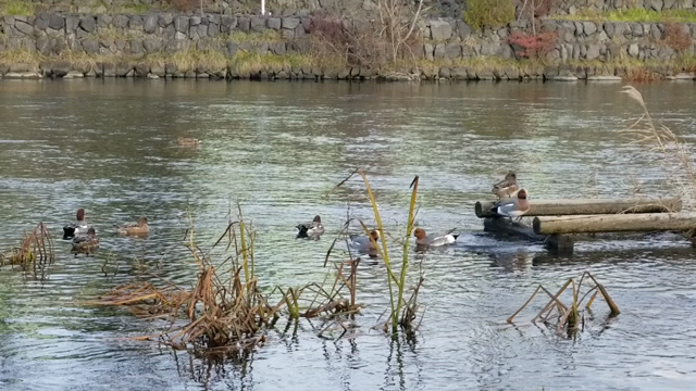 鴨の観察、自衛隊に邪魔される（笑）の記事動画