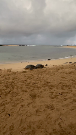 実は知らなかったカウアイ島の亀たちの存在の記事動画