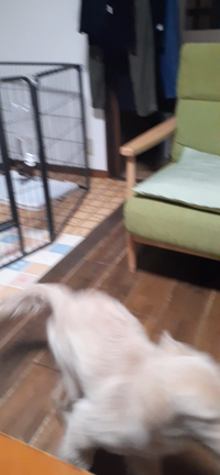 犬のさくらがネックレスを飲んだ！？の記事動画