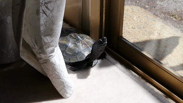 緊急事態宣言の記事動画