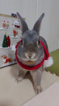 メリークリスマスですよの記事動画