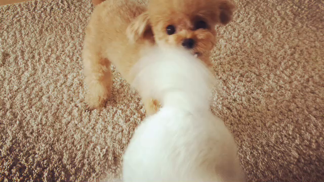 ただいまぁの儀式の記事動画