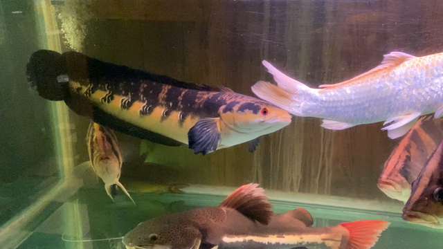 値下げしました。　ロイヤルトーマン　45cm+ ☆ロイヤルトーマン！☆ | サンズアクアプロジェクトのブログ