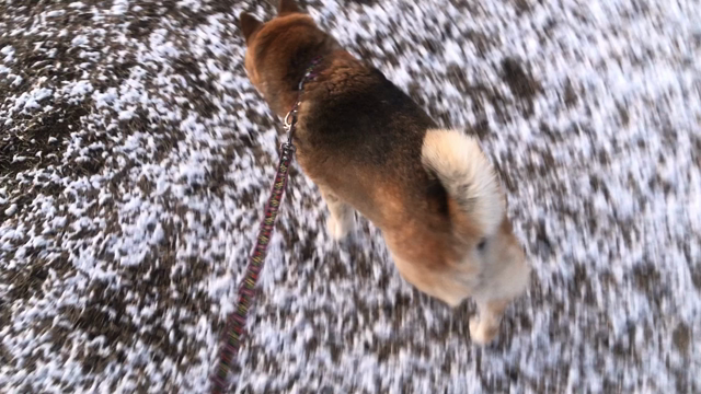 雪とモモと大統領の記事動画