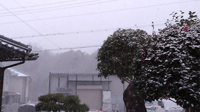 ほんまに寒波の記事動画