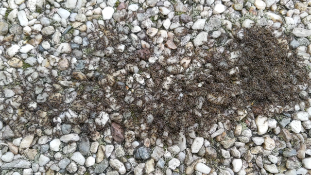 アリさんの大軍の記事動画