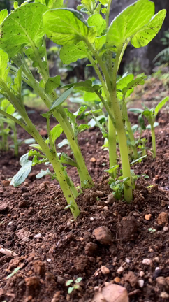 動画で見る芽かきの記事動画