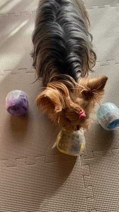 ガチャの記事動画