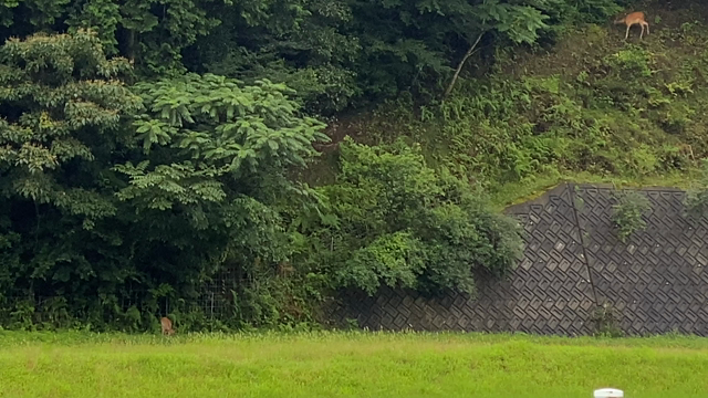 行方不明！犬塚名都くん9歳の記事動画