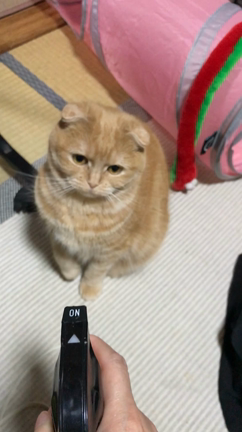 猫パンチの記事動画