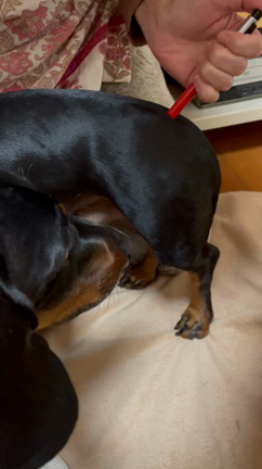 その３　エルキュールくんの「ちょろチー問題」の記事動画