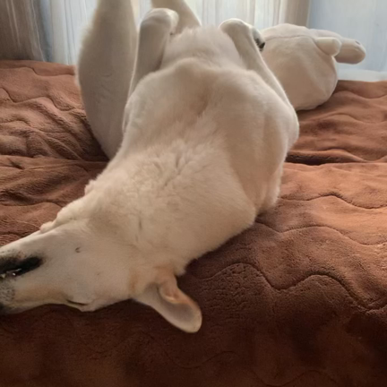 チョコ兄弟の記事動画