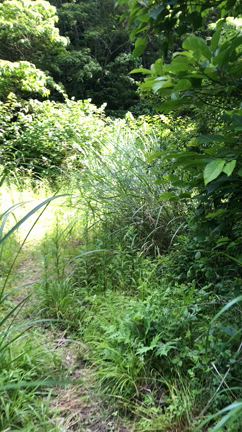 ♪vol.164  ホーホケキョッ♪の記事動画