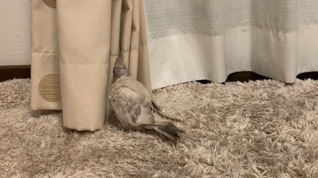 ご要望がありましたのでの記事動画