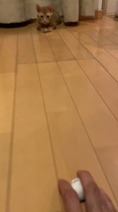 子猫のコンポコと遊ぶ～...♪*ﾟの記事動画