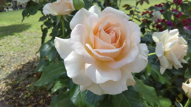 2020　花フェスタ　春のバラ　その2の記事動画