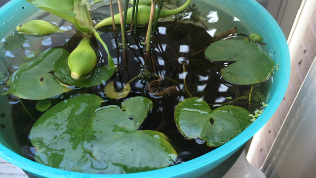 姫！の記事動画