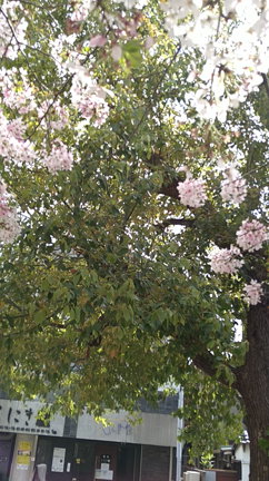 ハラハラと散る桜は入学式まで持つかな？の記事動画