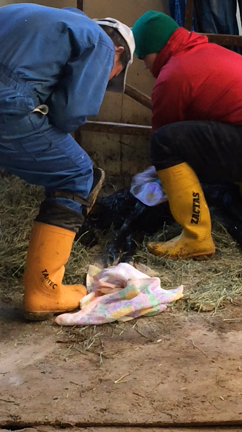 「こんぴらさん」輪番制でお家の中が神社になっています！の記事動画