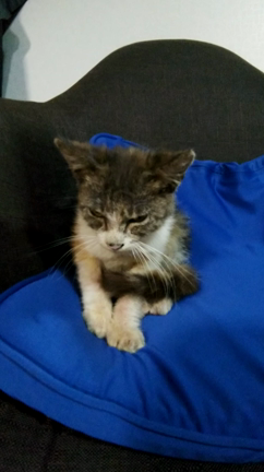 ビーチで拾った仔猫はの記事動画