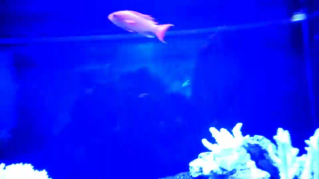 アクアパークと秋の北信州 プチトリップ気分の記事動画