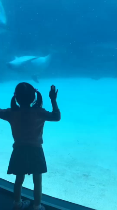 水族館の記事動画