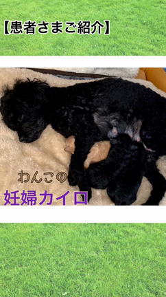 妊婦犬・産後カイロの重要性の記事動画