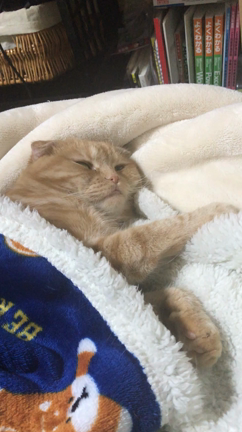 今年も咲いてくれた♪の記事動画