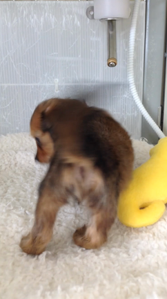 お問い合わせ頂いたダックスちゃんの記事動画