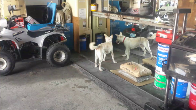 LSとN-BOX車高調取り付けと珍客の記事動画