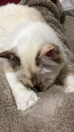 おかーさーん！(｡>﹏<｡)の記事動画