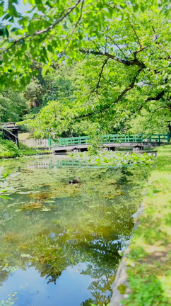 雨予報からの猛暑日の散歩《Hirosaki Aomori》の記事動画