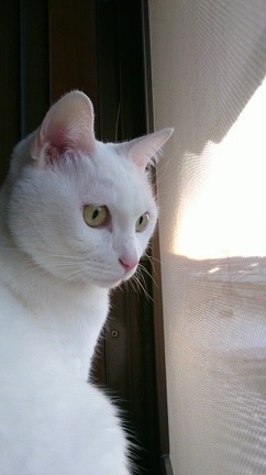 ハナさん動画  ２階の窓辺から part2の記事動画